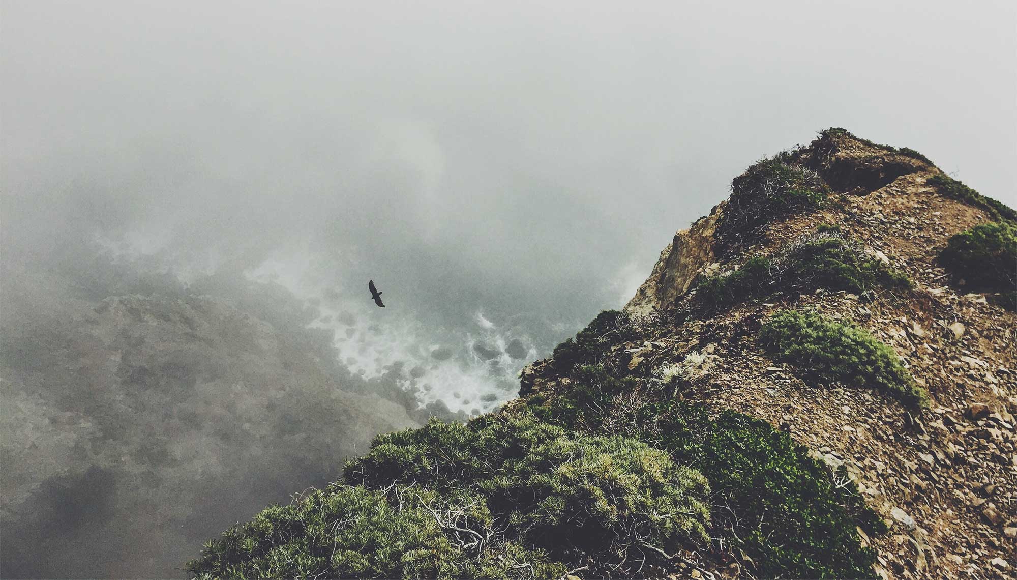 mountain_bird